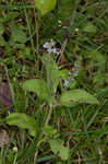 Common gypsyweed